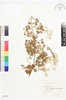 藏品(寬芹葉鐵線蓮)的圖片