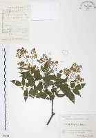 藏品(灰色木藍)的圖片