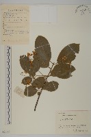 藏品(厚葉衛矛, 源一木)的圖片