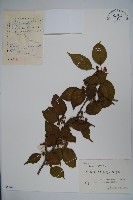 藏品(大柄冬青)的圖片