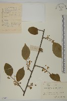 藏品(哥蘭葉)的圖片