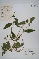 藏品(牛膝)的圖片