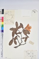 藏品(江西杜鵑花)的圖片