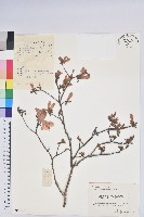 藏品(唐杜鵑、大屯杜鵑、中原氏杜鵑)的圖片