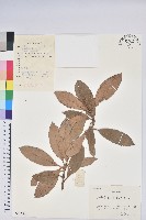 藏品(華南杜鵑)的圖片