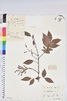 藏品(米飯花)的圖片