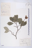 藏品(頭狀四照花)的圖片