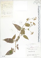 藏品(火炭母草、清飯藤)的圖片