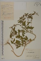 藏品(藜、灰藜)的圖片