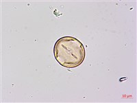 藏品(假菜豆、湯氏葛藤)的圖片