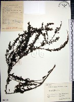 藏品(鐵掃帚、千里光)的圖片