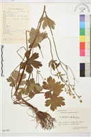 藏品(毛茛)的圖片