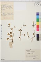 藏品(小毛茛)的圖片