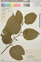 藏品(拐棗、枳椇)的圖片