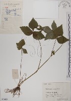 藏品(鴨兒芹)的圖片