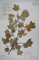 藏品(三角楓)的圖片