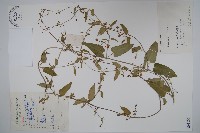 藏品(毛白前)的圖片