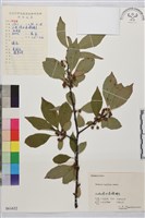 藏品(皺葉鼠李)的圖片