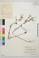 藏品(石龍芮)的圖片