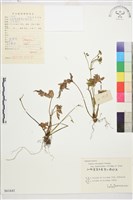 藏品(短萼黃連)的圖片