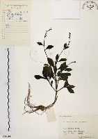 藏品(土人參)的圖片