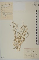 藏品(雀舌草)的圖片