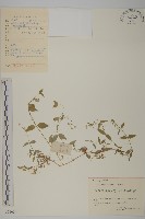 藏品(中國繁縷)的圖片