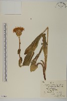 藏品(貓兒菊)的圖片