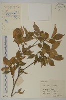 藏品(衛矛)的圖片