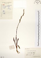 藏品(綬草)的圖片