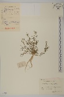 藏品(瓜槌草、漆姑草)的圖片