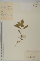 藏品(孩兒參)的圖片