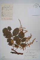 藏品(鹽膚木)的圖片