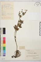 藏品(辣子草、揚子毛茛)的圖片