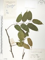 藏品(楮樹)的圖片