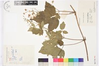 藏品(女萎)的圖片