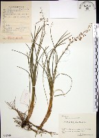 藏品(麥門冬)的圖片