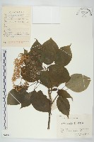 藏品(燈臺樹)的圖片