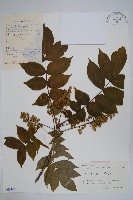 藏品(毛漆樹)的圖片