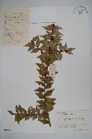 藏品(貓兒刺)的圖片