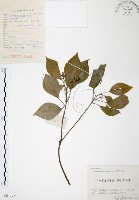 藏品(樟樹)的圖片