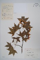 藏品(五裂槭)的圖片