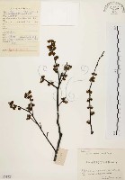 藏品(山胡椒)的圖片