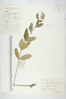 藏品(八寶)的圖片