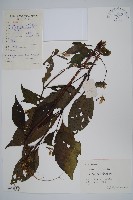 藏品(牛膝)的圖片