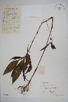 藏品(黃金鳳)的圖片