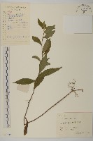 藏品(山白蘭)的圖片