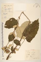 藏品(山牛旁)的圖片