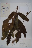 藏品(冇骨消)的圖片