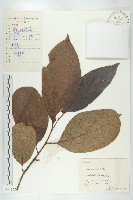 藏品(柿、柿仔、紅柿)的圖片